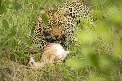panther with prey