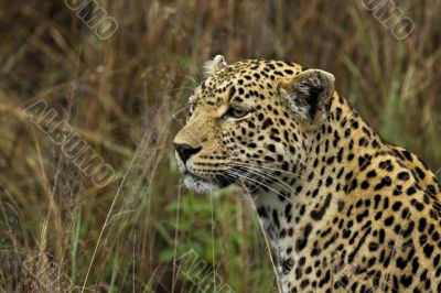 panthera pardus