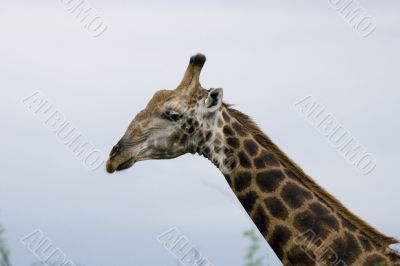 giraffe