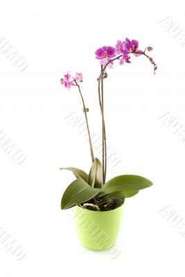 purple orchid