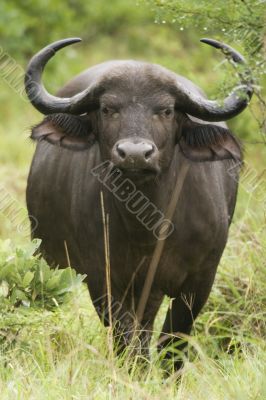 gnu