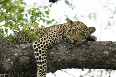 panthera
