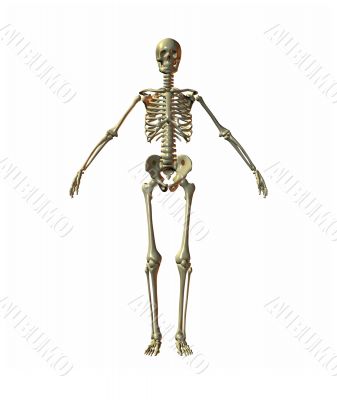 skeleton