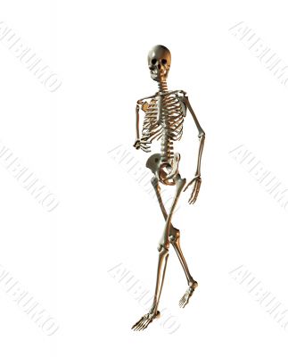 skeleton