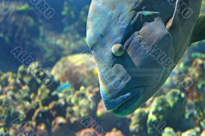 Blue Sea Bass