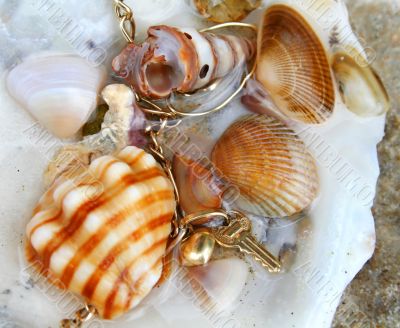 Seashells 1