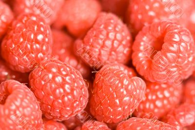 berry time