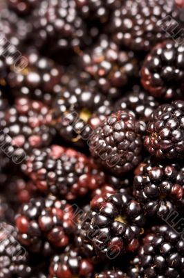 berry time