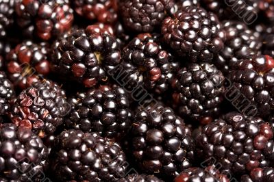 berry time