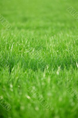 Green grass