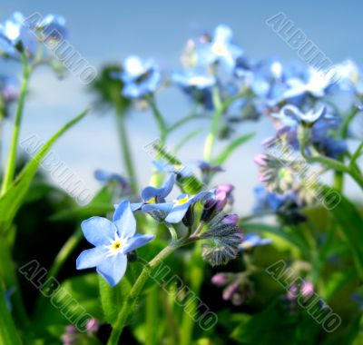 Blue flowers