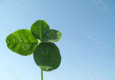 Clover of four leaves