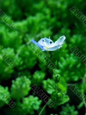 Blue flowers