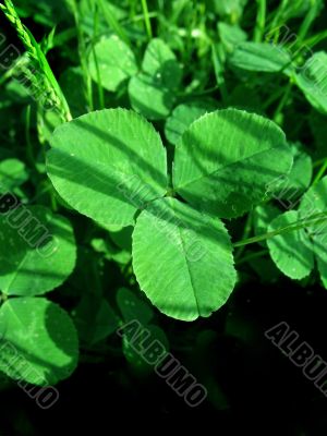 Clover