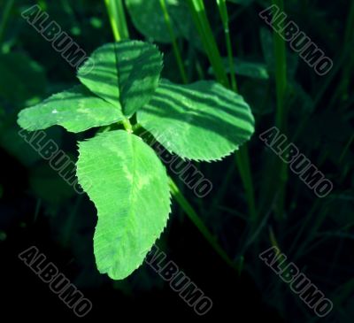 Clover