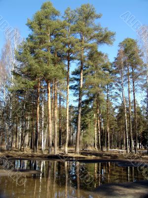 Spring forest