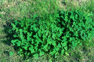 Clover