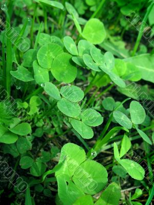 Clover