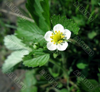 Flower of strawberry
