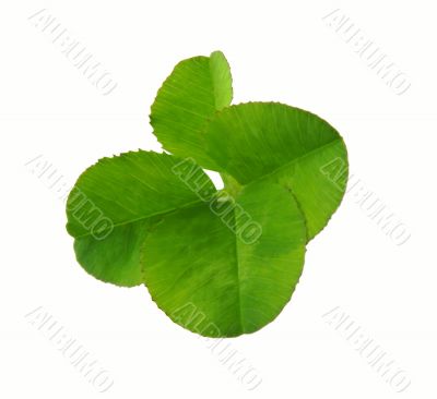 Clover of four leaves isolated on white