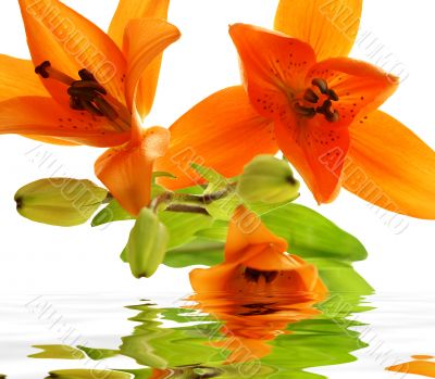 abstract picture with three lilys