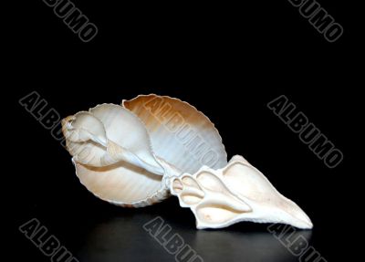 Couple of shells