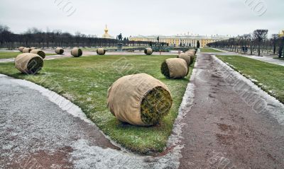 Wintering of the decorative plants
