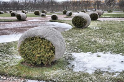 Wintering of the decorative plants