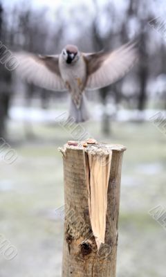 Feeding trough