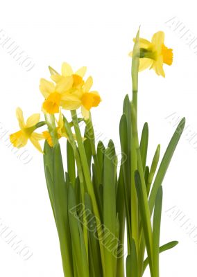 Spring flowers