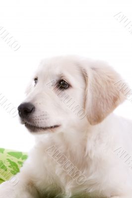 Puppy dog