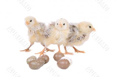 Easter chickens