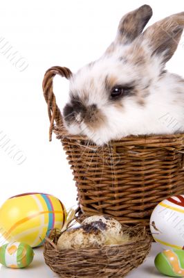 Eaaster bunny