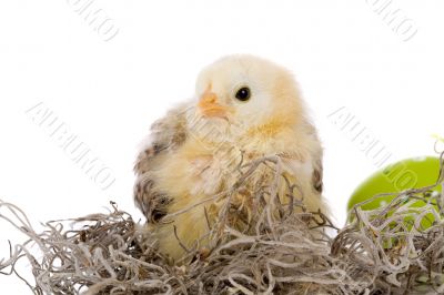 Adorable chicken