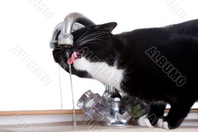 Drinking from the sink