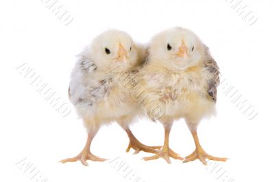 Two cute chicks