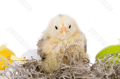 Young chick