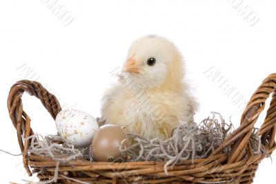 In the basket
