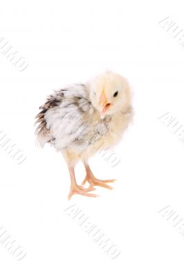 Easter chicken