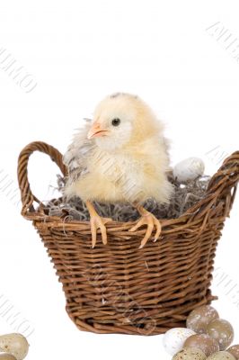 Sitting on the basket
