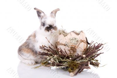 Adorable bunny