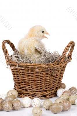 Easter chicken