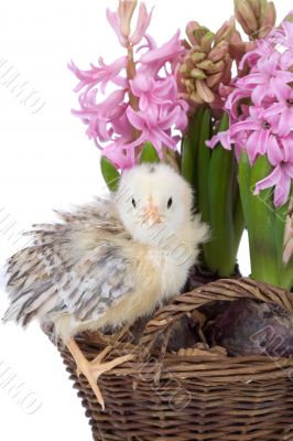 Spring signs