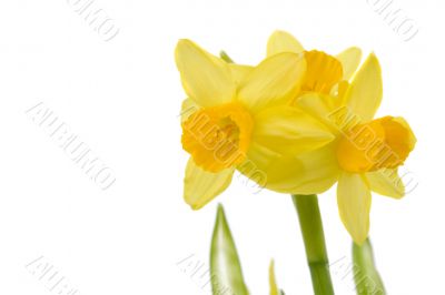 Yellow daffodils