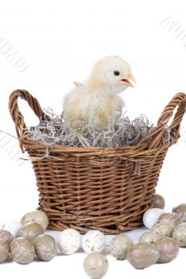 Easter chicken