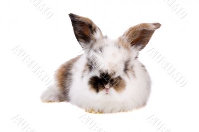 Cute bunny