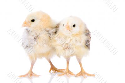Cute chicks