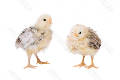 Young chickens