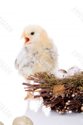 Screaming baby chicken