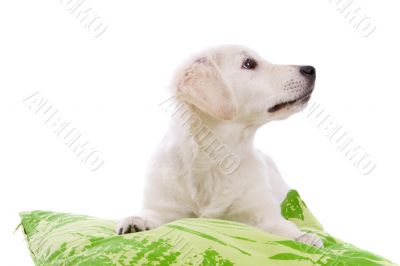 Cute puppy